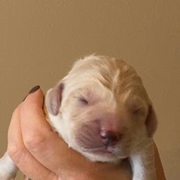 "Saffron, born 2/6/2020 (Goldendoodle)" Goldendoodle, Golden Retriever, and Sheepadoodle Puppies from Guppy Puppies
