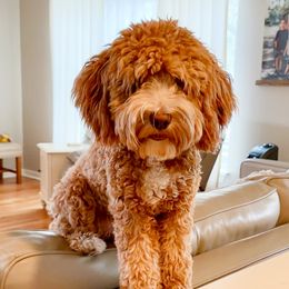 Rosie - Bernedoodle