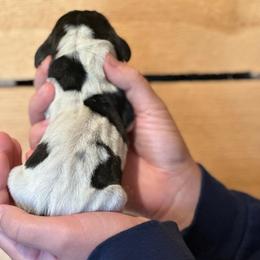 Female 2 - Black brown and white female Basset Hound puppy in Lindley, New York from Hill Top Basset Hounds & Cane Corso