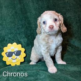Chronos - Silver male Cockapoo puppy in Sunset, Louisiana from Cano Cockapoos