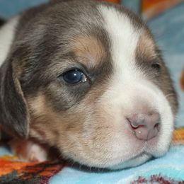 Nevada Cali Zeke - Blue tan and white male Beagle puppy in Spring Creek, Nevada from Battleborn Aussies and Beagles