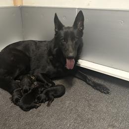 Cane Corso and German Shepherd Puppies from Cane Sportivo