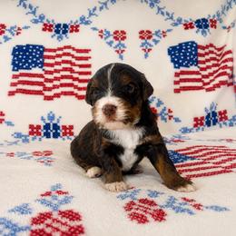 Sitka - male Australian Mountain Doodle puppy in Temecula, California from Country Hills Doodles