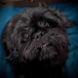 Lucky - Shih Tzu