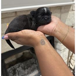 Shih Tzu Puppies from Pretty Paws & Pearls Shih Tzu's
