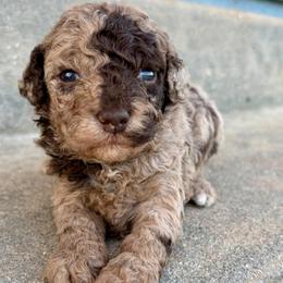 Cayenne - Merle female Goldendoodle puppy in Brooksville, Florida from Spring Prairie Doodles