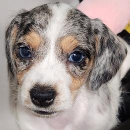 Bagel - Dapple female Dachshund puppy in Mount Sherman, Kentucky from Kaleidoscope Dachshunds and Whippets