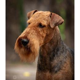 Buddy - Airedale Terrier