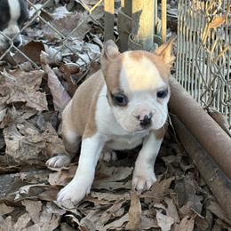 Fawn female - Black and white female Boston Terrier puppy in Mc Donough, Georgia from Ballard Boston Terriers