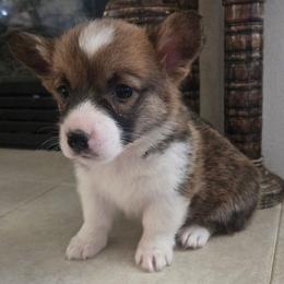 Bella - White and black female Pembroke Welsh Corgi puppy in Madera, California from RRR Corgis