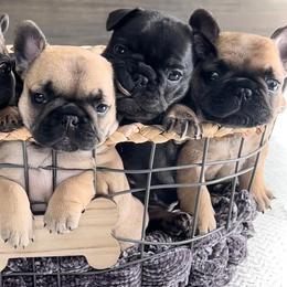 French Bulldogs from Mt Shasta Frenchies