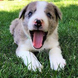 Border Collie Puppies from Team Reeves Ranch