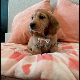 Dachshund Puppies from Dooney's Dachshunds