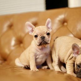 Christopher - Fawn male French Bulldog puppy in Sidney Center, New York from iFrenchi