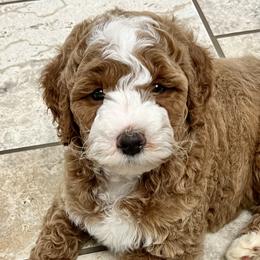 Bernedoodles and Goldendoodles from Allie's Southern Doodles