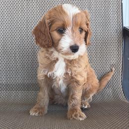 Valentine - Parti male Goldendoodle puppy in Point, Texas from Tiny Paws Goldendoodles