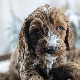 Cavapoo puppies from Gardner Lane Puppies