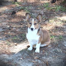 AB Shez Got Sparkle My Callie Girl - Sable female Pembroke Welsh Corgi puppy in Morton, Mississippi from Crown AB Farms Pembroke Welsh Corgis