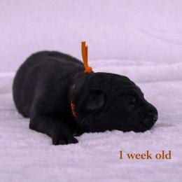Orange collar - Black male German Shepherd puppy in Plumas Lake, California from Zwinger Vom Greifjäger