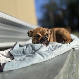 Lucy - Brindle female Bulldog puppy in Marysville, Washington from English Bulldogs WA