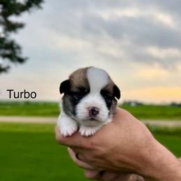 Male 4 - Red male Pembroke Welsh Corgi puppy in Waverly, Iowa from Kindred Corgis