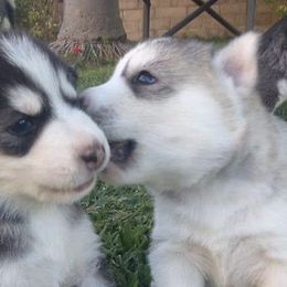 Siberian Huskies from Lyanna Harwood's Huskies