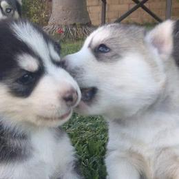 Siberian Huskies from Lyanna Harwood's Huskies