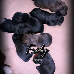 Pillgram - Black brindle female Scottish Terrier puppy in Mancelona, Michigan from Stefany Farm of Happiness