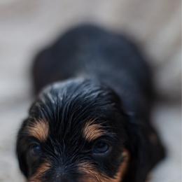 Grookey - Black and tan male Dachshund puppy in Tampa, Florida from EntityDachs