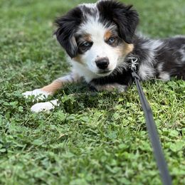 Miniature Australian Shepherd Puppies from Dusty Dogs Miniature Australian Shepherds