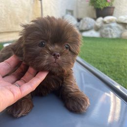 Girl - Liver female Shih Tzu puppy in Whittier, California from Socal Mother Of Shih Tzus