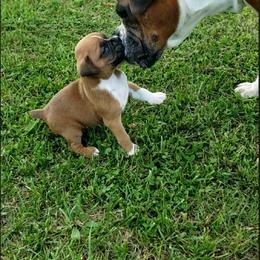 Boxer Puppies from Elevated Boxers