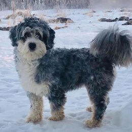 Granite - Bernedoodle