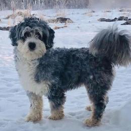 Granite - Bernedoodle