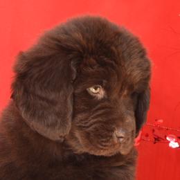 Newfoundland Puppies from Newfforu