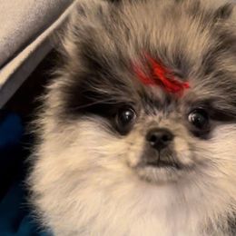 Simba - Blue merle Pomeranian puppy in Abilene, Texas from Blessedpoms