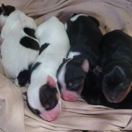 Yorkshire Terrier puppies from Mathiasons Little Barkers