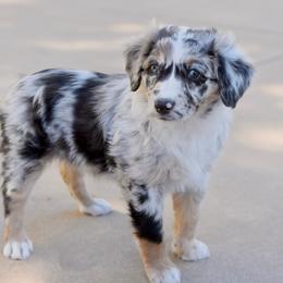 Zinnia - Blue merle female Aussiedoodle puppy in Peyton, Colorado from Colorful Colorado Aussiedoodles