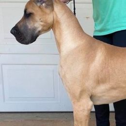 Great Dane All Grown Up from VZTop Danes