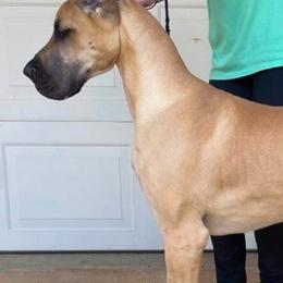 Great Dane All Grown Up from VZTop Danes