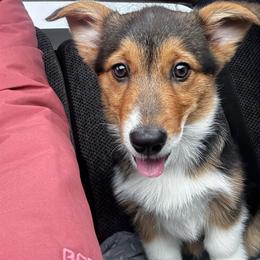 Cindy - White and black female Pembroke Welsh Corgi puppy in Nortonville, Kansas from Low Riders Corgis & Mini Aussies
