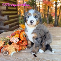 Mistyweather - Blue merle female Bernedoodle puppy in Banner Elk, North Carolina from Walnut Tree Bernedoodles