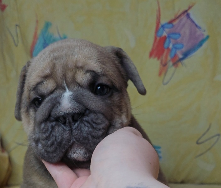"Carnage x Paczki Summer 2023 litter" Bulldog Puppies from Illinois Bullies Kennel