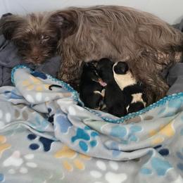 Morkie Puppies from Morkie Puppies of NH