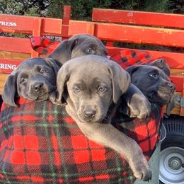Dilute Retrievers from Silver Bullet Retrievers