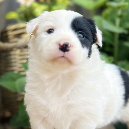 Border Collies from I&A Border Collies