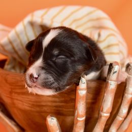Boy 1 - Miniature American Shepherd puppy from Cedar Moon