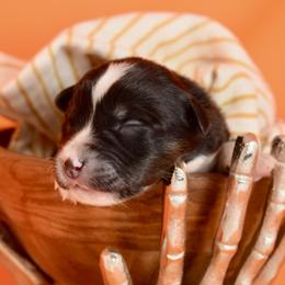 Boy 1 - Miniature American Shepherd puppy from Cedar Moon