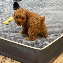 Little Precious Geneva - Apricot female Poodle puppy in Davie, Florida from Dave Poodles