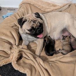 Pug puppies from Maritza's Pugs